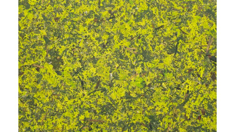 Grüne Strukturplatte mit gelben Blütenanteilen